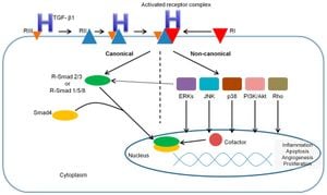 New Insights Into Fungal Cell Wall Biosynthesis Through Cryo-EM