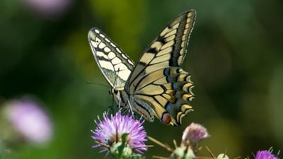 Pul Kanatlılar (Lepidoptera)