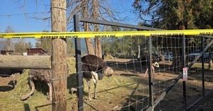 Ostrich Cull In British Columbia Sparks Outcry And Global Attention