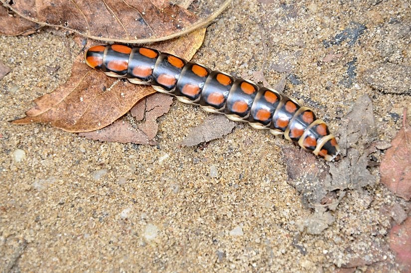 Demiryolu solucanı (railroad worm)