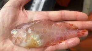 Deep-Sea Creature Sightings Spark Internet Speculation