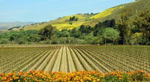 Santa Barbara County Board Approves Wine Business Improvement District