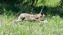 Yabani tavşan (Lepus europaeus)