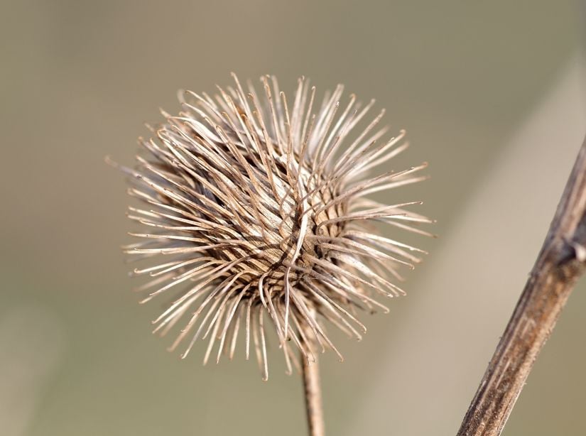 burdock