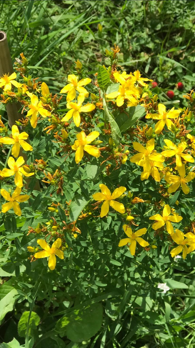 Sarı Kantaron (Hypericum perforatum)