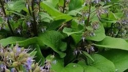 Galdirik Otu Nedir? Faydaları, Efsaneleri ve “Cesaret Otu” Gerçeği