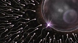 Eşeyli Üreme Nedir?