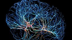 İnsan Beyin Hücreleriyle Güçlendirilmiş Yeni Bir Bilgi İşlem Alanı: