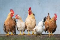Advice offered to bird owners after increase in bird flu across Lincolnshire | NELC