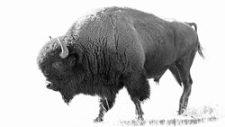 Sibirya'da Mükemmel Şekilde Korunmuş 9.000 Yıllık Bizon Bulundu