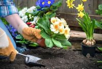 » Что посадить на даче с 21 по 27 апреля, чтобы собрать рекордный урожай — Лунный календарь подскажет