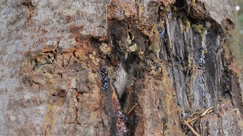 Erkek bir ayı tarafından çiftleşme döneminde tırnaklanıp reçinesi çıkarılmış bir göknar ağacı / Ankara