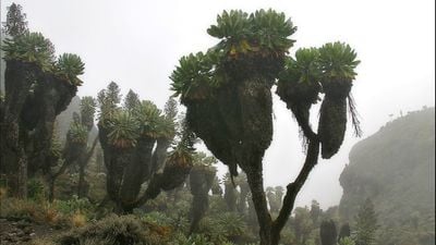 Kilimanjaro Dağı Tepesinde Bulunan Tarih Öncesi Bitkinin Zorlu Şartlara İnanılmaz Uyumu!