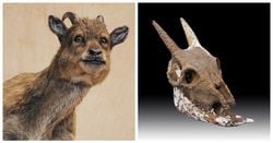 Myotragus balearicus isminde nesli tükenmiş bir keçi türü varmış ve mağaralarda yaşadığı için soğukkanlı olduğu söyleniyor. Bir memeli olduğu halde bu gerçekten mümkün mü?