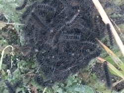 Bu canlı hangi türe mensup?