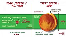 Yapay Seçilim: Şeftalinin Evrimi ve Kültürü