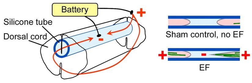 Solda silikon bir tüp ve oluşturulan elektrik alan gösteriliyor. Sağ üstte elektrik alanın olmadığı durumda oluşan doku tıkaçları sağ altta ise elektrik alanın olduğu durumda büyüyen aksonlar gösteriliyor.