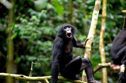 Bonobo Maymunlarının Sesleri, İnsan Dilinin Evrimi Hakkında Yeni İpuçları Veriyor.