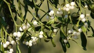 Mistletoe Emerges As Potential Surgical Adhesive