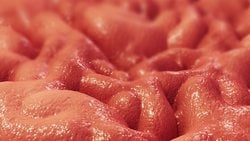 Mide Asidi, Mukozası ve Yenilenme