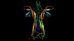 Nörotrofin: Sinirbilimin Temelinde Yer Alan Bir Protein Ailesi!