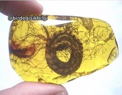 Bu fosildeki yılanın türü ne?