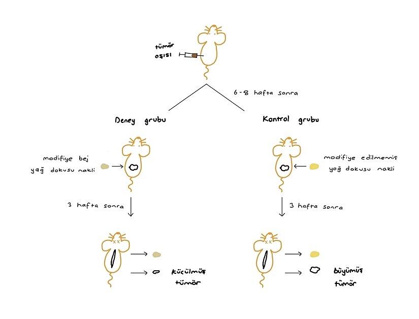 CRISPR aktivasyon yöntemiyle UCP1 geninin aktive edildiği bej yağ hücrelerinin farelerde tümör büyüklüğüne etkisi.
