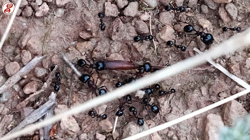 Küçük olanlar minor işçi, büyük olanlar major işçi.