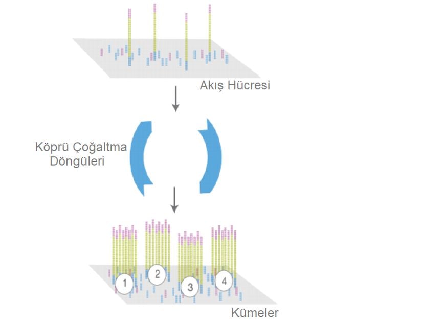 Tüm fragmentlere adaptörler takıldıktan sonra katı bir faza entegre edilirler. Bu adaptörler fragmentlerin bu yüzeyde tutulmasını sağlar. Tüm fragmentler bu yüzey üzerinde PCR ile çoğaltılır.