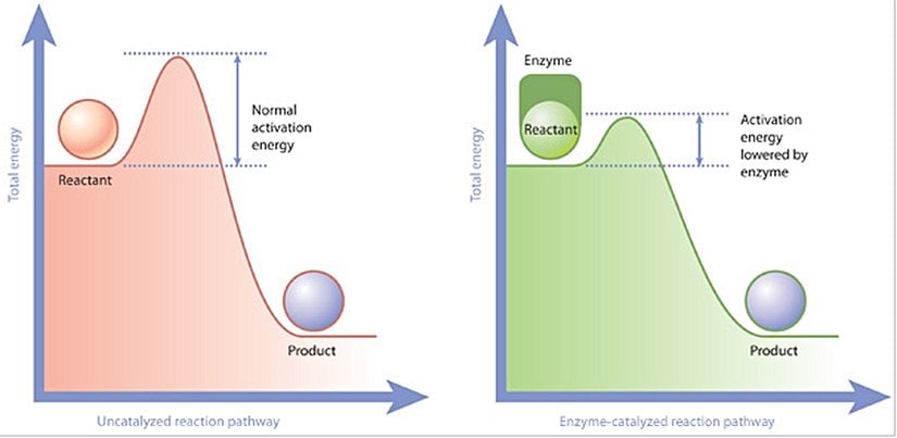 Enzimler ve aktivasyon enerjisi: Enzimler, bir reaktanı bir ürüne dönüştürmek için gerekli aktivasyon enerjisini düşürür. Solda bir enzim (kırmızı) tarafından katalize edilmeyen bir reaksiyon ve sağda (yeşil) olan bir reaksiyon. Enzim katalizli reaksiyonda, enzim, reaktanta bağlanır ve bir ürüne dönüşmesini kolaylaştırır. Sonuç olarak, enzim katalizli reaksiyon yolu, reaksiyon ilerlemeden önce üstesinden gelinmesi gereken daha küçük bir enerji bariyerine (aktivasyon enerjisi) sahiptir.