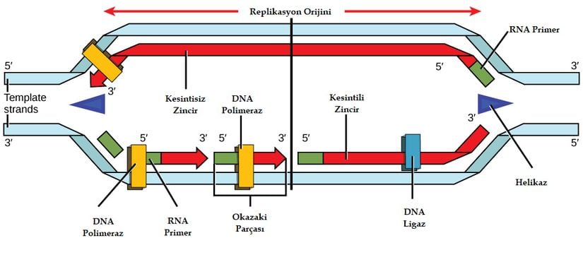 Replikasyon orijininde bir replikasyon çatalı oluşur ve helikaz, DNA sarmallarını ayırır. Bir RNA primer sentezlenir ve DNA polimeraz ile uzatılır. Kesintisiz zincirde DNA sürekli olarak sentezlenir, kesintili zincirde ise DNA, kısa aralıklarla sentezlenir. DNA parçaları, bütün bu işlemlerin ardından DNA ligaz ile birleştirilmektedir (bu aşama görselde yer almamaktadır).