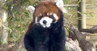 8-year-old Chinese red panda dies at Utah's Hogle Zoo