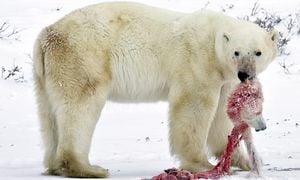 Polar Bears Face Grim Future Amid Climate Change