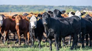 Bryansk Region Achieves Record Livestock Exports