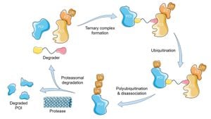 Targeted Protein Degradation Technology Promises Better Crop Performance