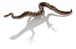 Evrim, Bir Popülasyon İçerisinde Kalıtılan Karakterlerin Nesiller İçerisindeki Değişimidir!