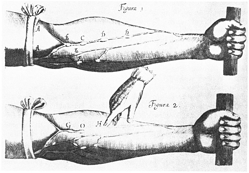 William Harvey'in "Exercitatio Anatomica de Motu Cordis et Sanguinis in Animalibus" adlı eserinden kanın dolaştığını gösteren görüntü
