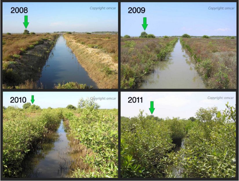 Habitat restorasyonu (ekolojik restorasyon) sayesinde habitatın nasıl değiştiğine güzel bir örnek.