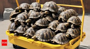 Man Jailed For Smuggling Indian Star Tortoises In Singapore