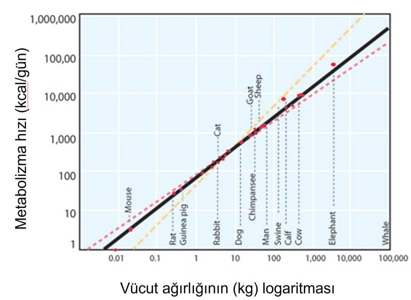 Şekil 2: Max Kleiber’in tanımladığı türlere ait metabolizma hızları grafiği