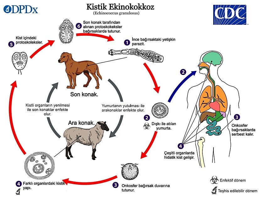 Echinococcus granulosus yaşam döngüsü.