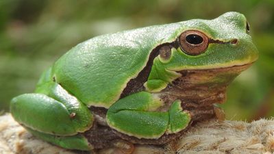 Ağaç kurbağası (Hyla orientalis)