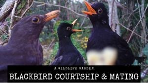 New Study Reveals Forced Copulation Tactics Among Blackbirds