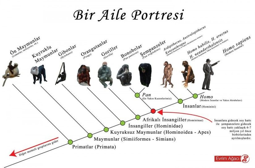 İnsanın diğer maymunlarla akrabalığı...