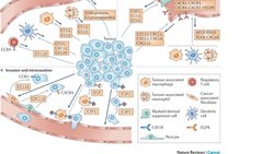 Chemotaxis, Kanser ve Dogal Secilim Mekanizmalarina Kisa Bir Bakis
