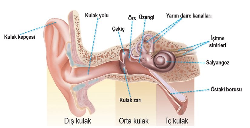 İnsan kulağını gösteren bir şema.
