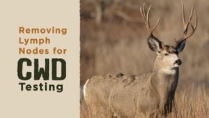 Innovative Testing Method Enhances Chronic Wasting Disease Detection