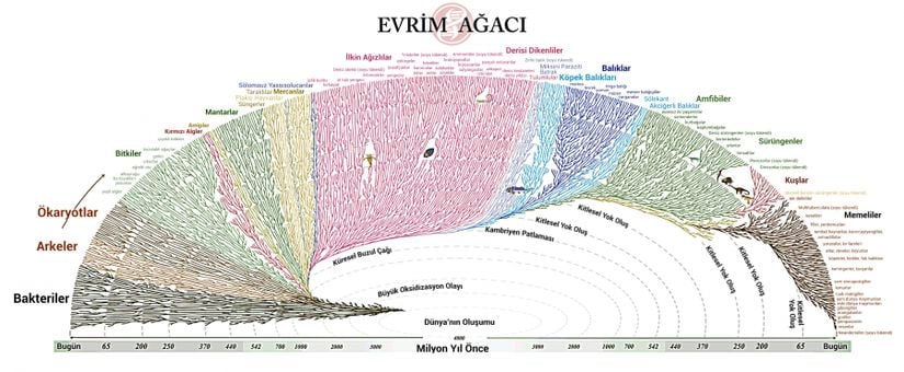 Dev boyda Türkçe Evrim Ağacı... Burada o kadar fazla tür vardır ki, isimleri en uca yazılmış olmasına rağmen görmekte zorlanabilirsiniz. Yüksek çözünürlükte birçok görsel bulunabilir, burada bir tanesini vermiş olalım.