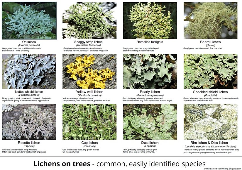 Common Lichens on Trees