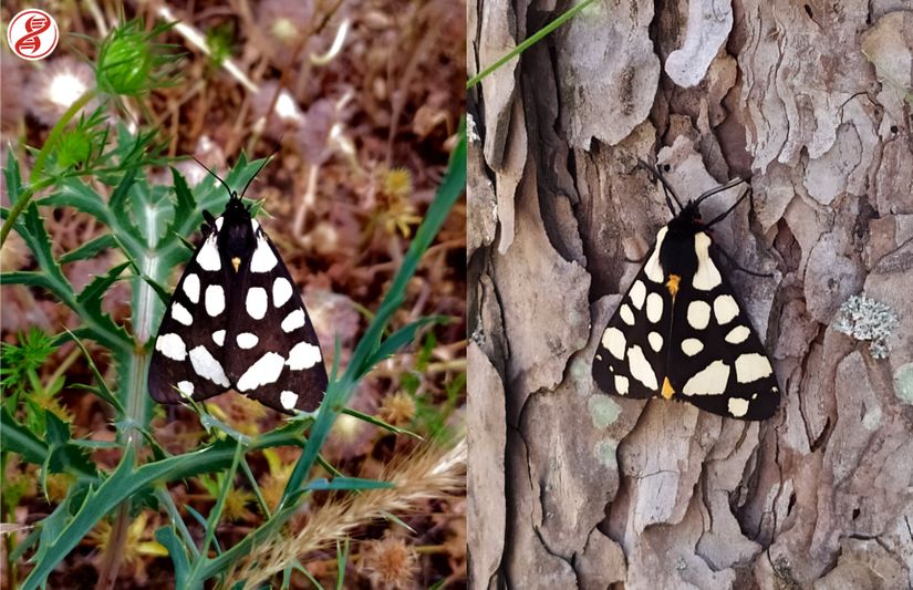 Antenlerin yapısından cinsiyetleri anlaşılabilir, dişi birey (solda) ile erkek birey (sağda), Kırklareli.